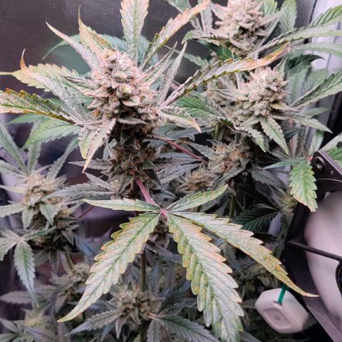 Gelato Auto growlog timeline photo