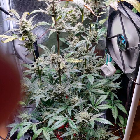 Gelato Auto growlog timeline photo