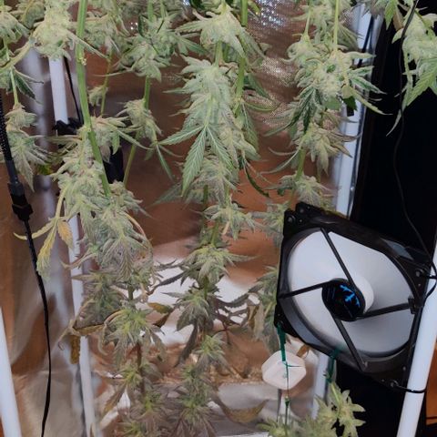 Gelato Auto growlog timeline photo