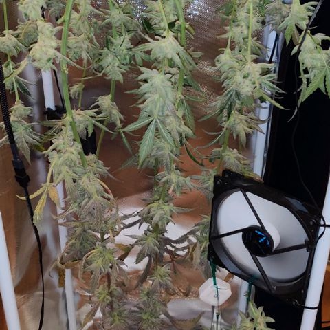 Gelato Auto growlog timeline photo