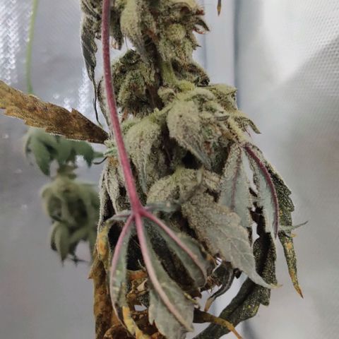 Gelato Auto growlog timeline photo