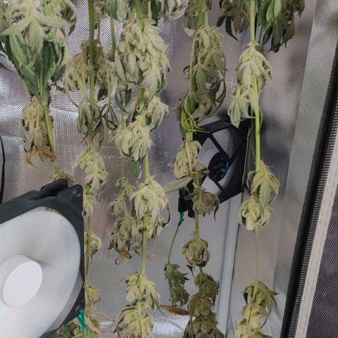 Gelato Auto growlog timeline photo