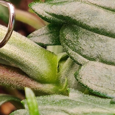 Gelato Auto growlog photo: leicht übertrieben kleiner Riss beim lst