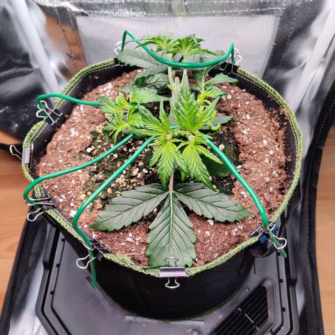 Gelato Auto growlog timeline photo