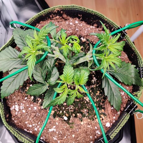 Gelato Auto growlog timeline photo