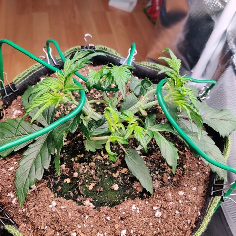 Gelato Auto growlog timeline photo