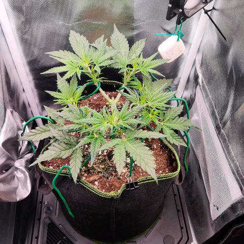 Gelato Auto growlog timeline photo