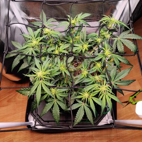 Gelato Auto growlog timeline photo