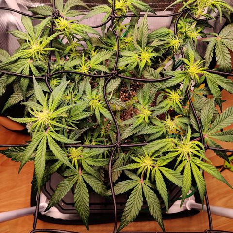 Gelato Auto growlog timeline photo