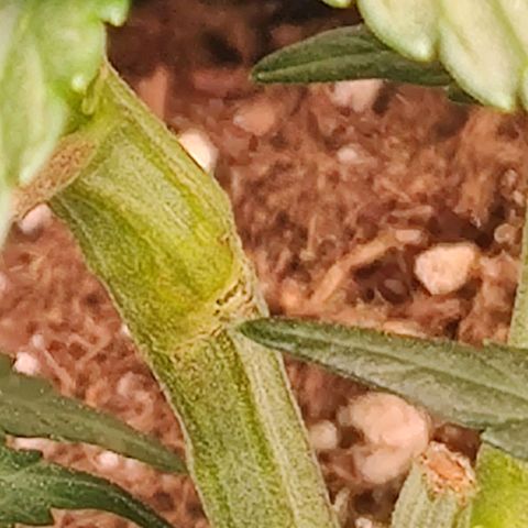 Gelato Auto growlog photo: der riss ist schön verheilt