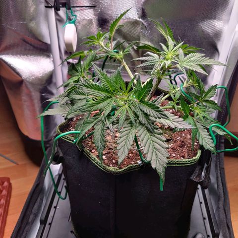 Gelato Auto growlog timeline photo