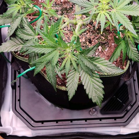 Gelato Auto growlog timeline photo