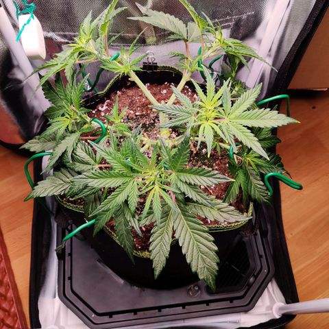 Gelato Auto growlog timeline photo
