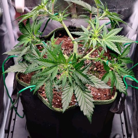Gelato Auto growlog timeline photo