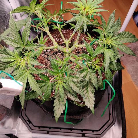 Gelato Auto growlog timeline photo