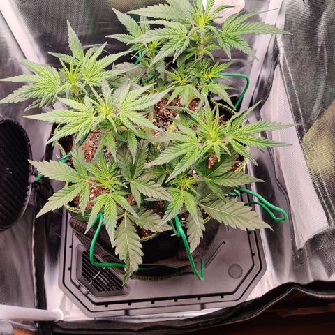 Gelato Auto growlog timeline photo