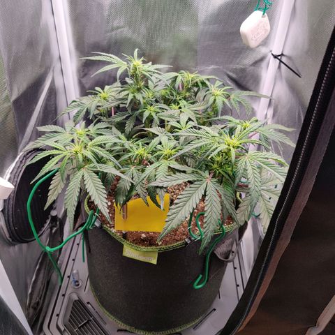 Gelato Auto growlog timeline photo