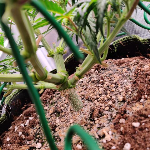 Gelato Auto growlog timeline photo