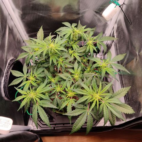 Gelato Auto growlog timeline photo