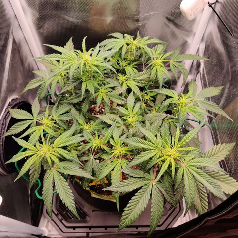 Gelato Auto growlog timeline photo