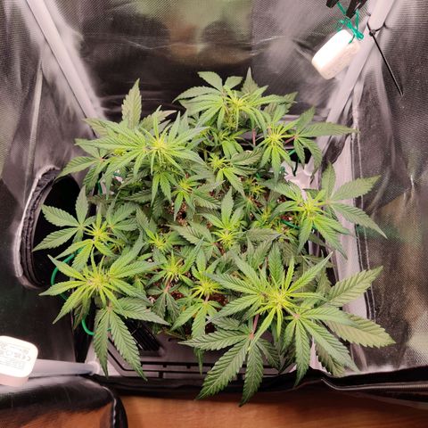 Gelato Auto growlog timeline photo