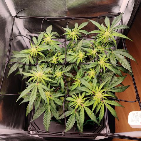 Gelato Auto growlog timeline photo
