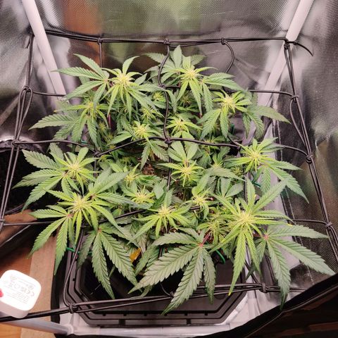 Gelato Auto growlog timeline photo