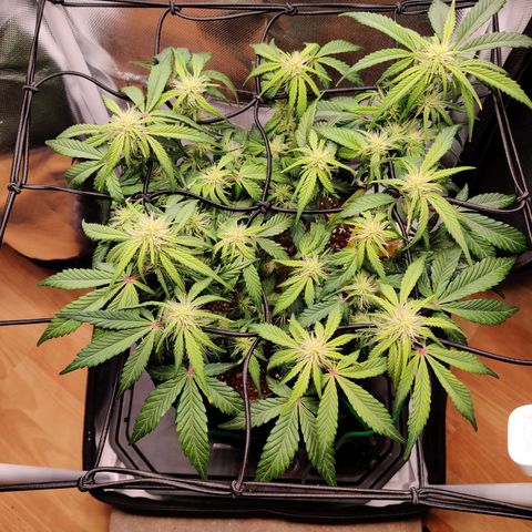 Gelato Auto growlog timeline photo