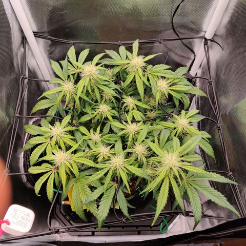 Gelato Auto growlog photo: Blätter hängen ein bisschen + sind eher gelblich -> Düngen