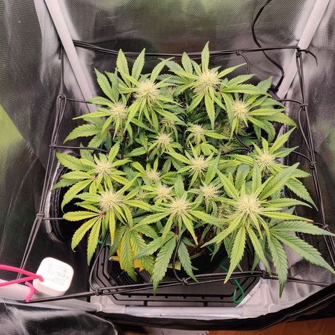 Gelato Auto growlog photo: Nährstoffmangel deutlich erkennbar