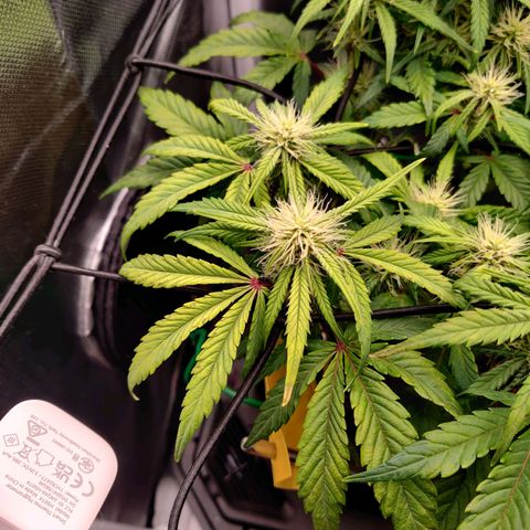 Gelato Auto growlog photo: Nährstoffmangel deutlich erkennbar