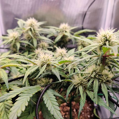 Gelato Auto growlog timeline photo