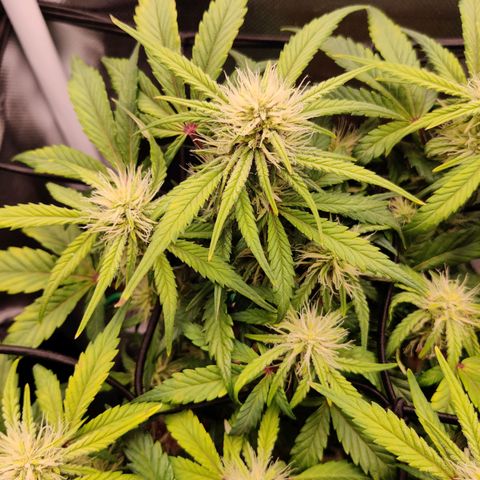 Gelato Auto growlog timeline photo