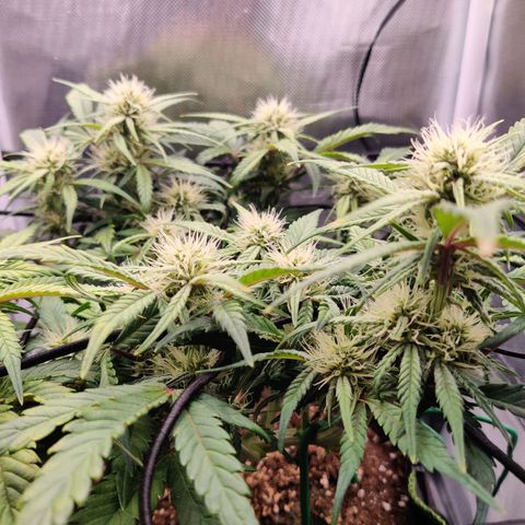 Gelato Auto growlog timeline photo