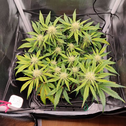 Gelato Auto growlog timeline photo