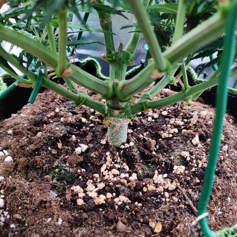 Gelato Auto growlog timeline photo