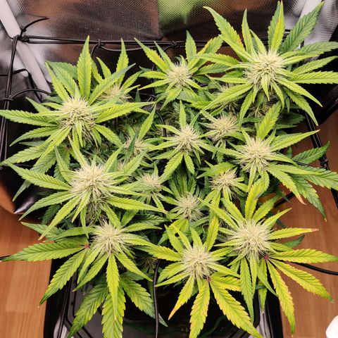 Gelato Auto growlog timeline photo