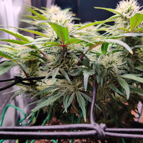 Gelato Auto growlog timeline photo
