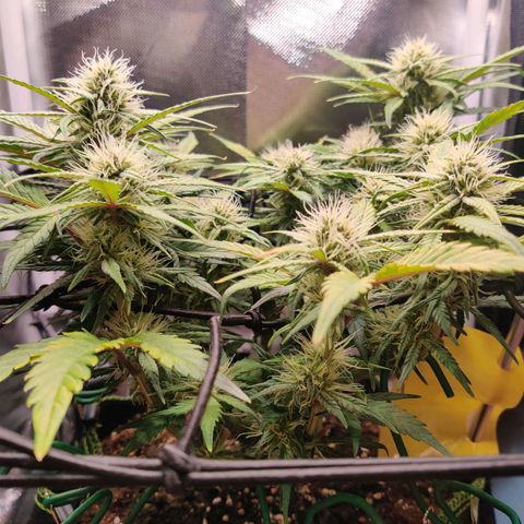 Gelato Auto growlog timeline photo