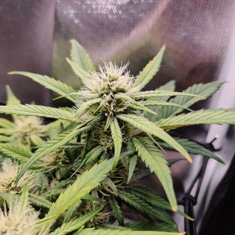 Gelato Auto growlog timeline photo