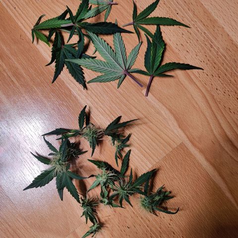 Gelato Auto growlog timeline photo