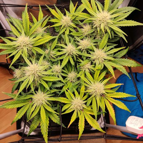 Gelato Auto growlog timeline photo