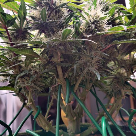 Gelato Auto growlog timeline photo