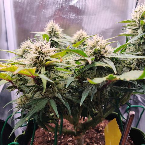 Gelato Auto growlog timeline photo