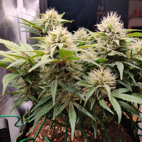 Gelato Auto growlog timeline photo