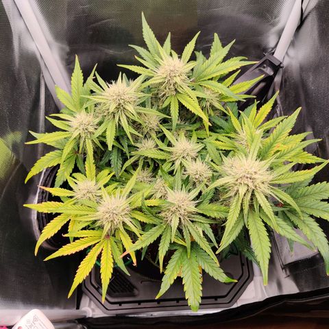 Gelato Auto growlog timeline photo
