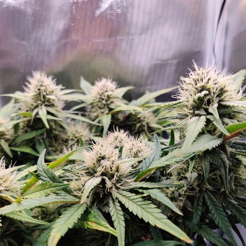 Gelato Auto growlog timeline photo