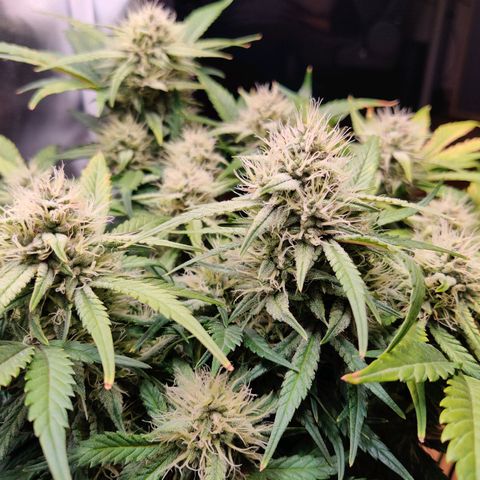 Gelato Auto growlog timeline photo