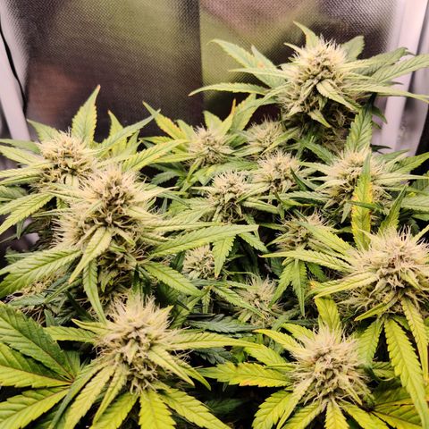 Gelato Auto growlog timeline photo