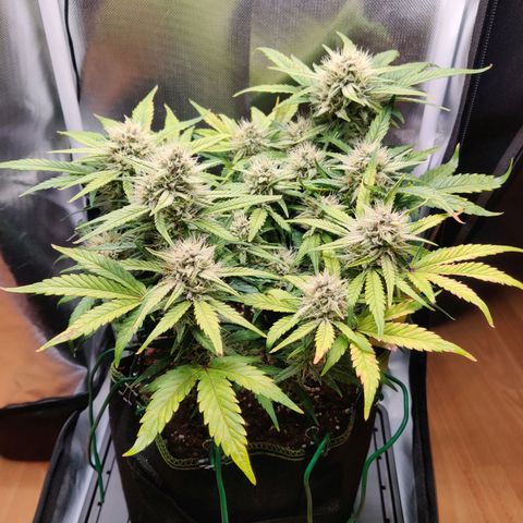Gelato Auto growlog timeline photo